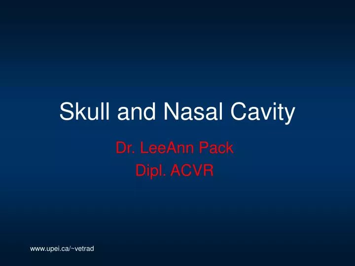 skull and nasal cavity