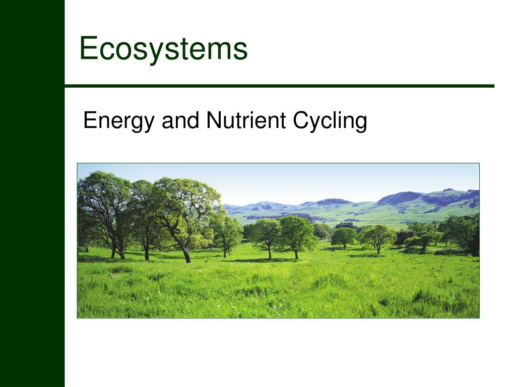 PPT - Ecosystems PowerPoint Presentation, free download - ID:599206