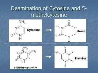 Deamination of Cytosine and 5-methylcytosine