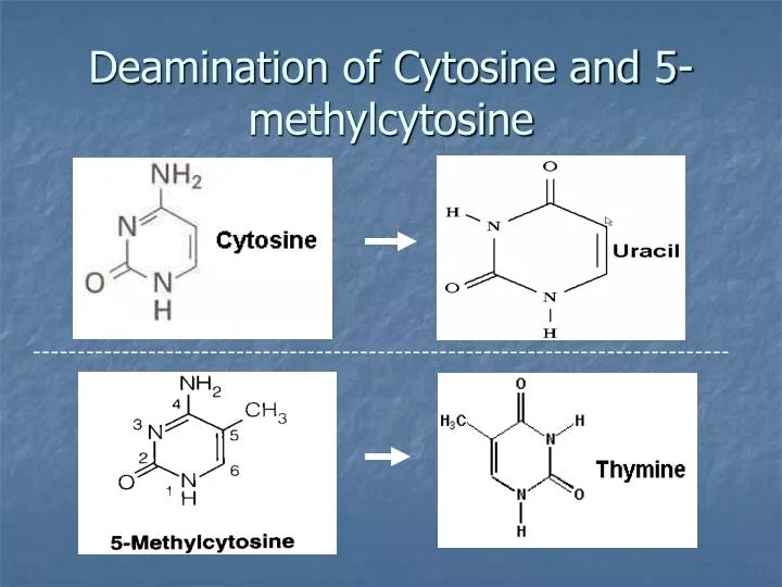 deamination of cytosine and 5 methylcytosine