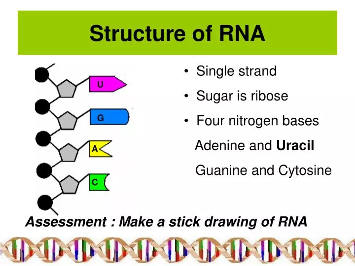 rna structure