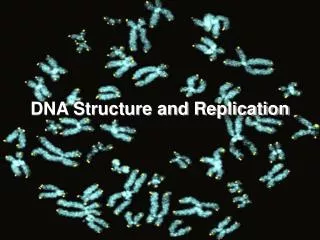 DNA Structure and Replication