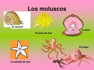 Los moluscos