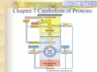 Chapter 7 Catabolism of Proteins