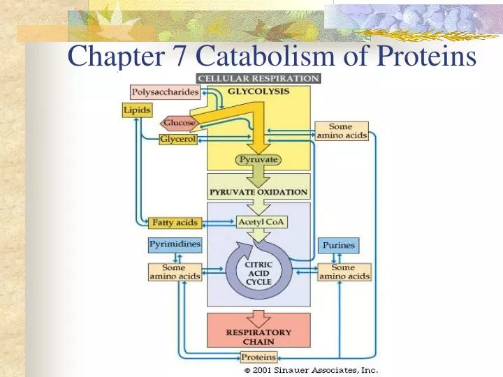 chapter 7 catabolism of proteins