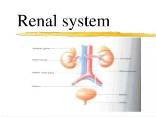 Renal system