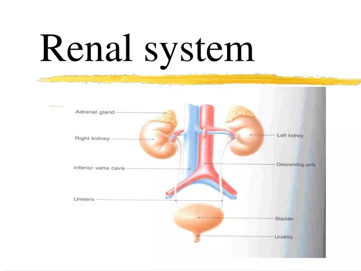 renal system