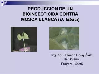 PRODUCCION DE UN BIOINSECTICIDA CONTRA MOSCA BLANCA ( B. tabaci )