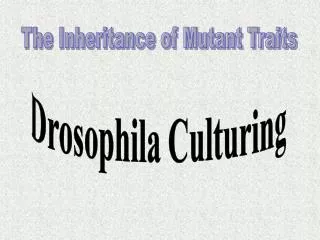 The Inheritance of Mutant Traits