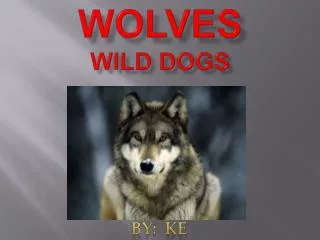 Wolves Wild Dogs