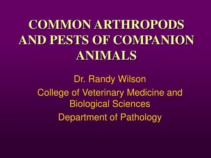common arthropods and pests of companion animals