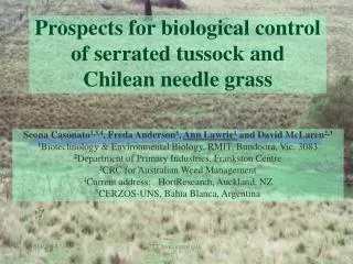 Prospects for biological control of serrated tussock and Chilean needle grass
