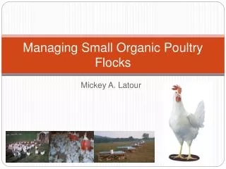 Managing Small Organic Poultry Flocks