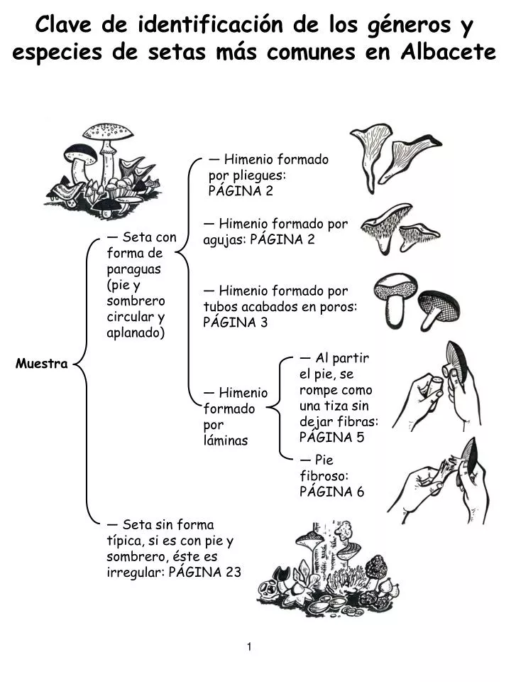 clave de identificaci n de los g neros y especies de setas m s comunes en albacete