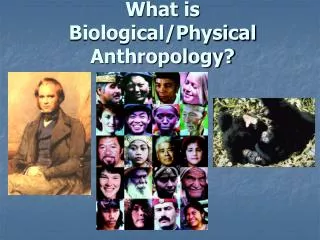 What is Biological/Physical Anthropology?