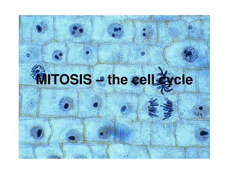mitosis the cell cycle