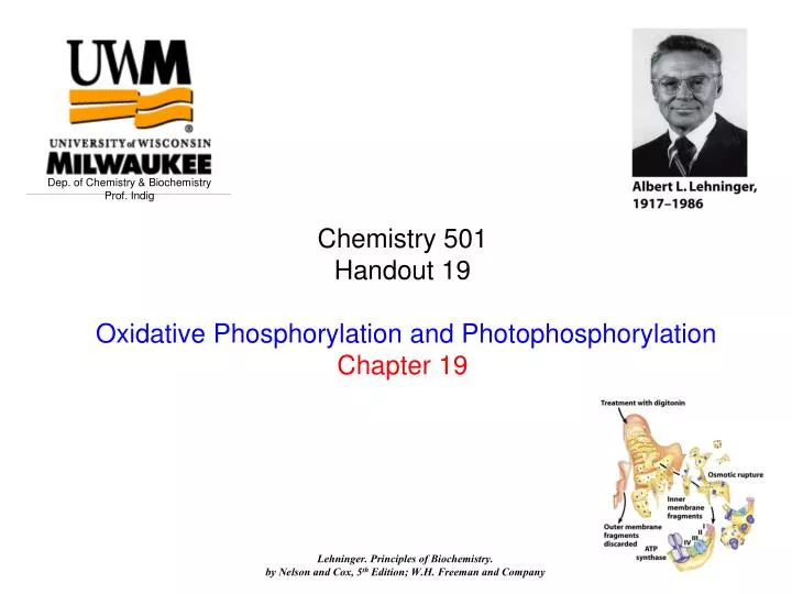 chemistry 501 handout 19 oxidative phosphorylation and photophosphorylation chapter 19