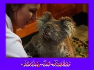 Saving the Koalas