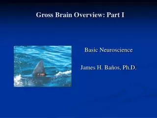Gross Brain Overview: Part I