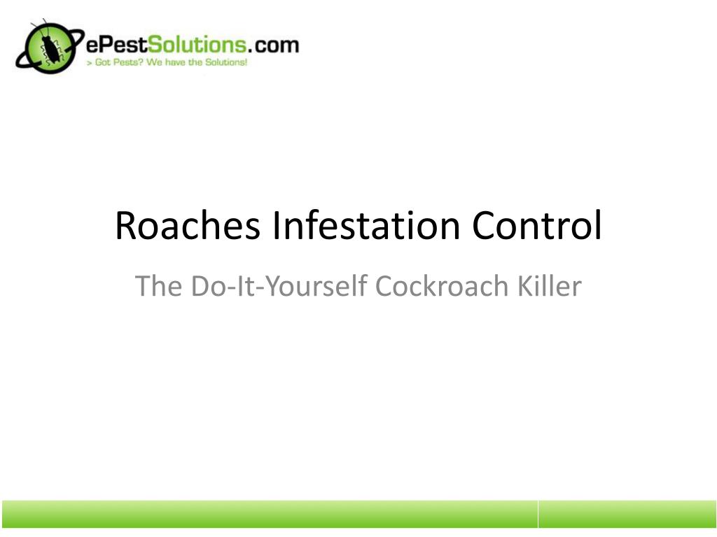 PPT - Roaches Infestation Control: The DIY Cockroach Killer PowerPoint ...