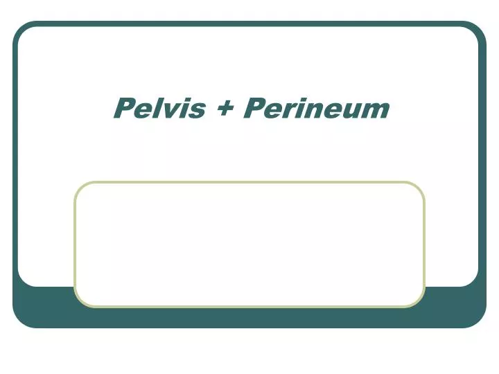 pelvis perineum