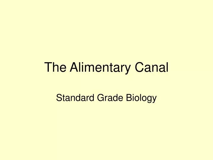the alimentary canal