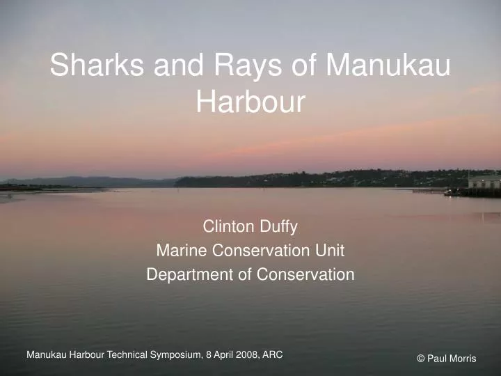 sharks and rays of manukau harbour