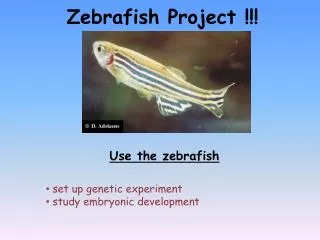 Zebrafish Project !!!
