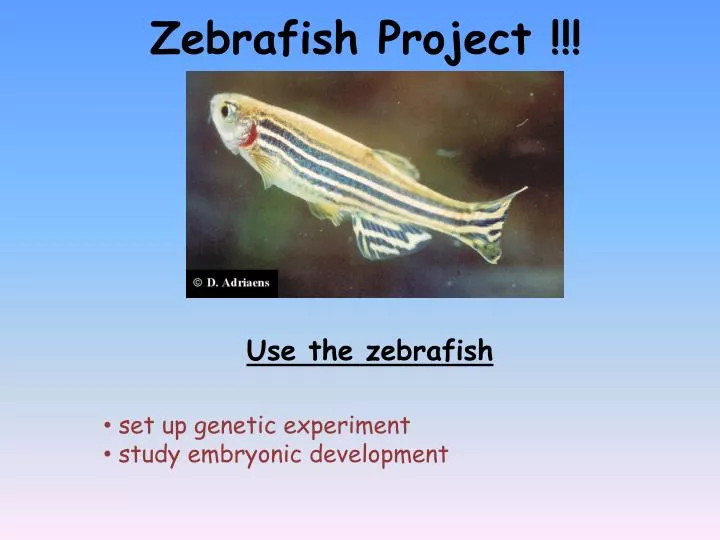 zebrafish project