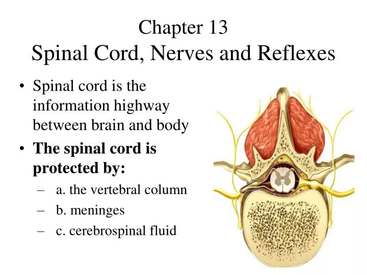 chapter 13 spinal cord nerves and reflexes