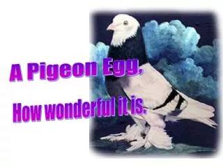 A Pigeon Egg,
