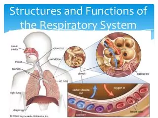 Structures and Functions of the Respiratory System