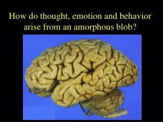 How do thought, emotion and behavior arise from an amorphous blob?