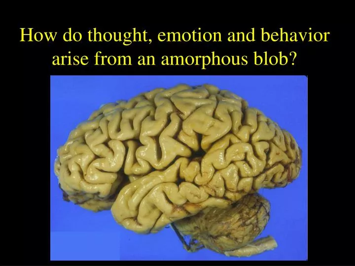 how do thought emotion and behavior arise from an amorphous blob