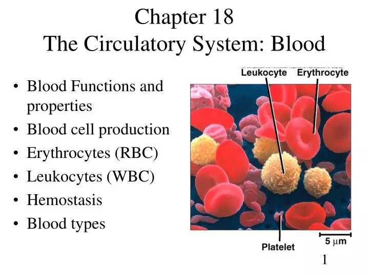 chapter 18 the circulatory system blood