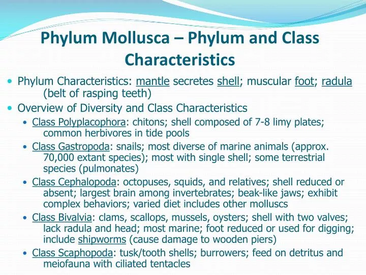 phylum mollusca phylum and class characteristics