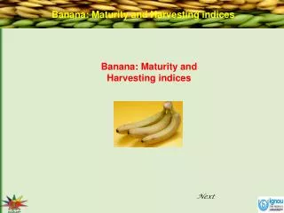 Banana: Maturity and Harvesting indices