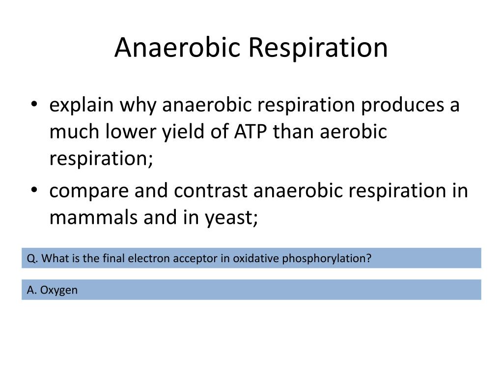 PPT - Anaerobic Respiration PowerPoint Presentation, free download - ID ...