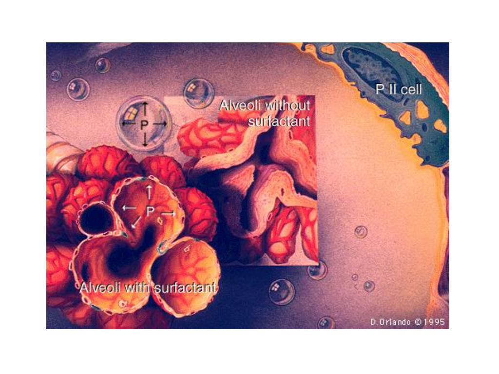 PPT - RESPIRATORY DISEASES PowerPoint Presentation, free download - ID ...
