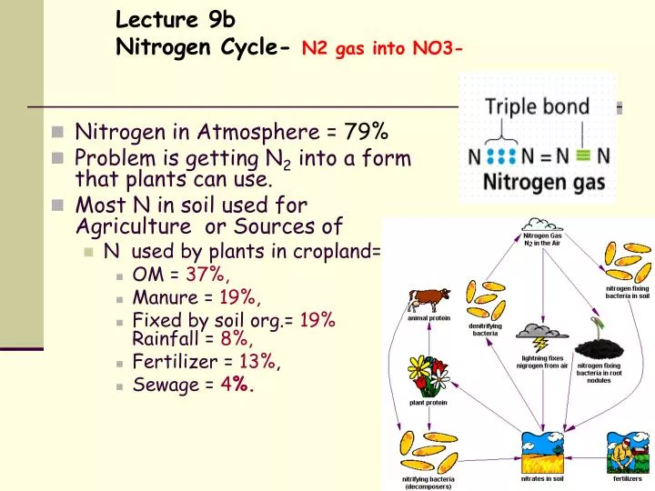 lecture 9b nitrogen cycle n2 gas into no3