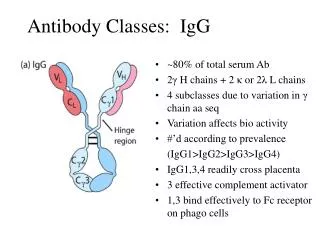 Antibody Classes: IgG