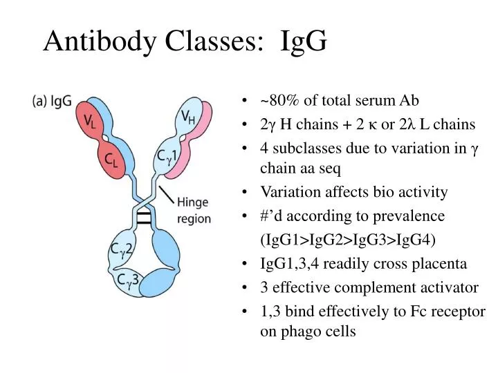 antibody classes igg