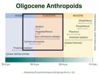 Oligocene Anthropoids