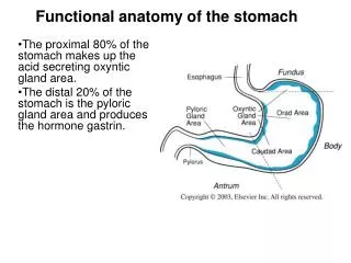 The proximal 80% of the stomach makes up the acid secreting oxyntic gland area.