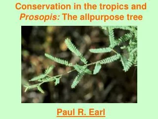 Conservation in the tropics and Prosopis: The allpurpose tree Paul R. Earl