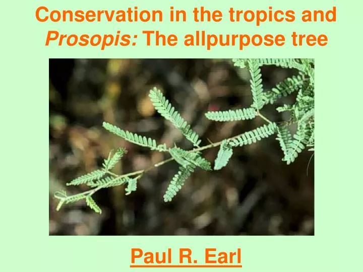 conservation in the tropics and prosopis the allpurpose tree paul r earl