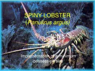 SPINY LOBSTER ( Panulirus argus)