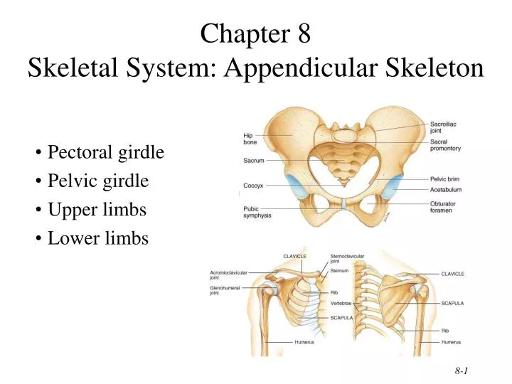 chapter 8 skeletal system appendicular skeleton