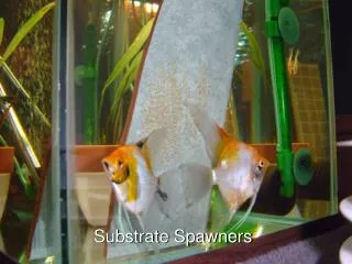 Substrate Spawners