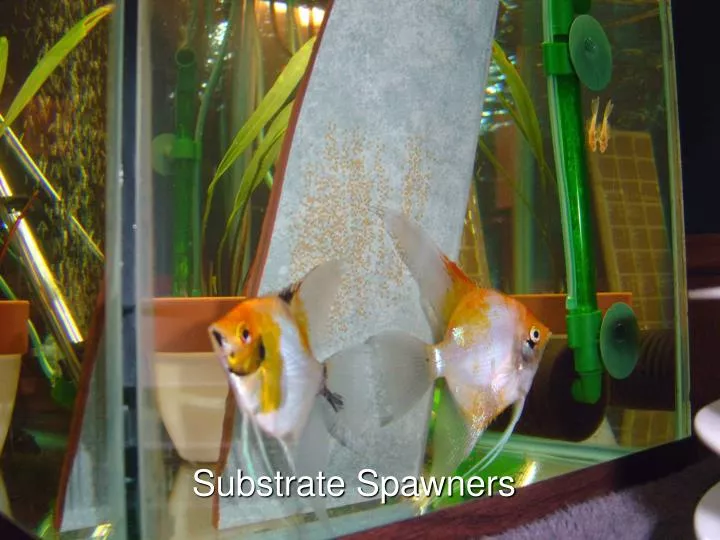 substrate spawners